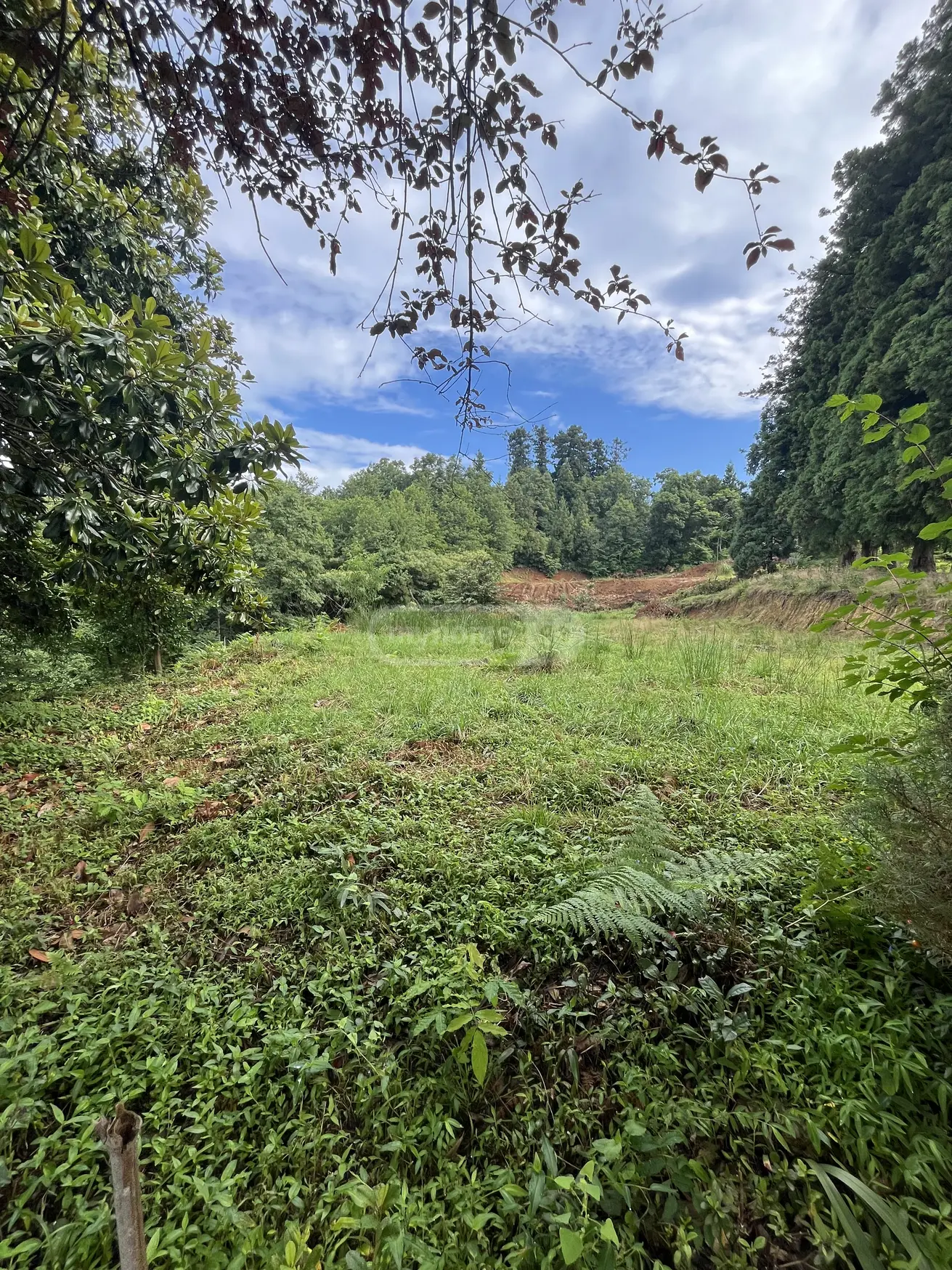 იყიდება Investment / For Construction Plot In Kapreshumi, In Khelvachauri Municipalityში view 4