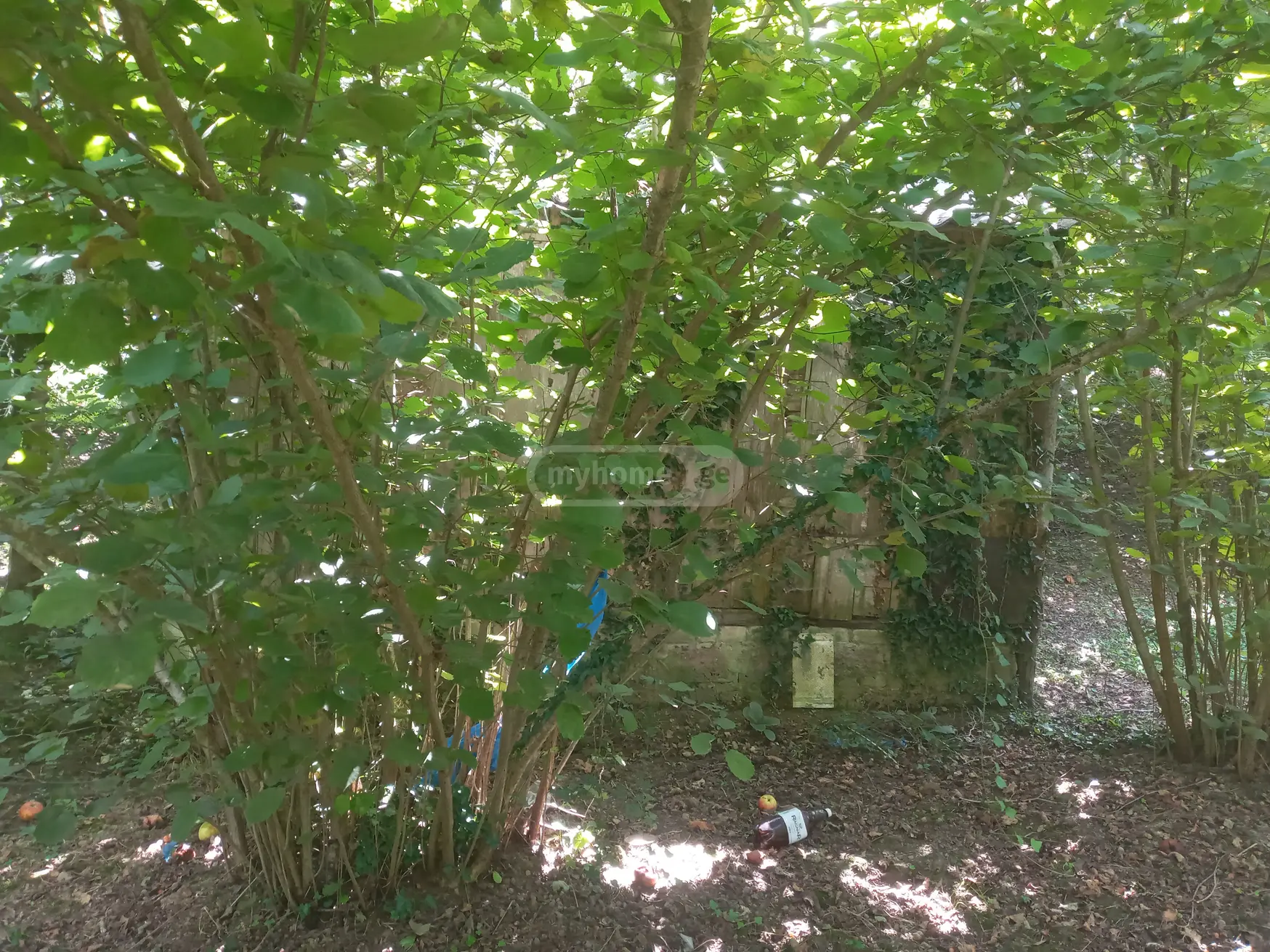 Agricultural Plot For Sale In Zugdidi view 3