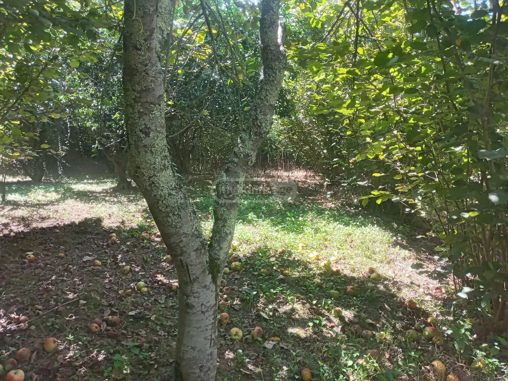 Agricultural Plot For Sale In Zugdidi view 5