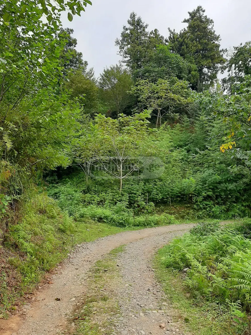 Agricultural Plot For Sale In Kobuleti view 4