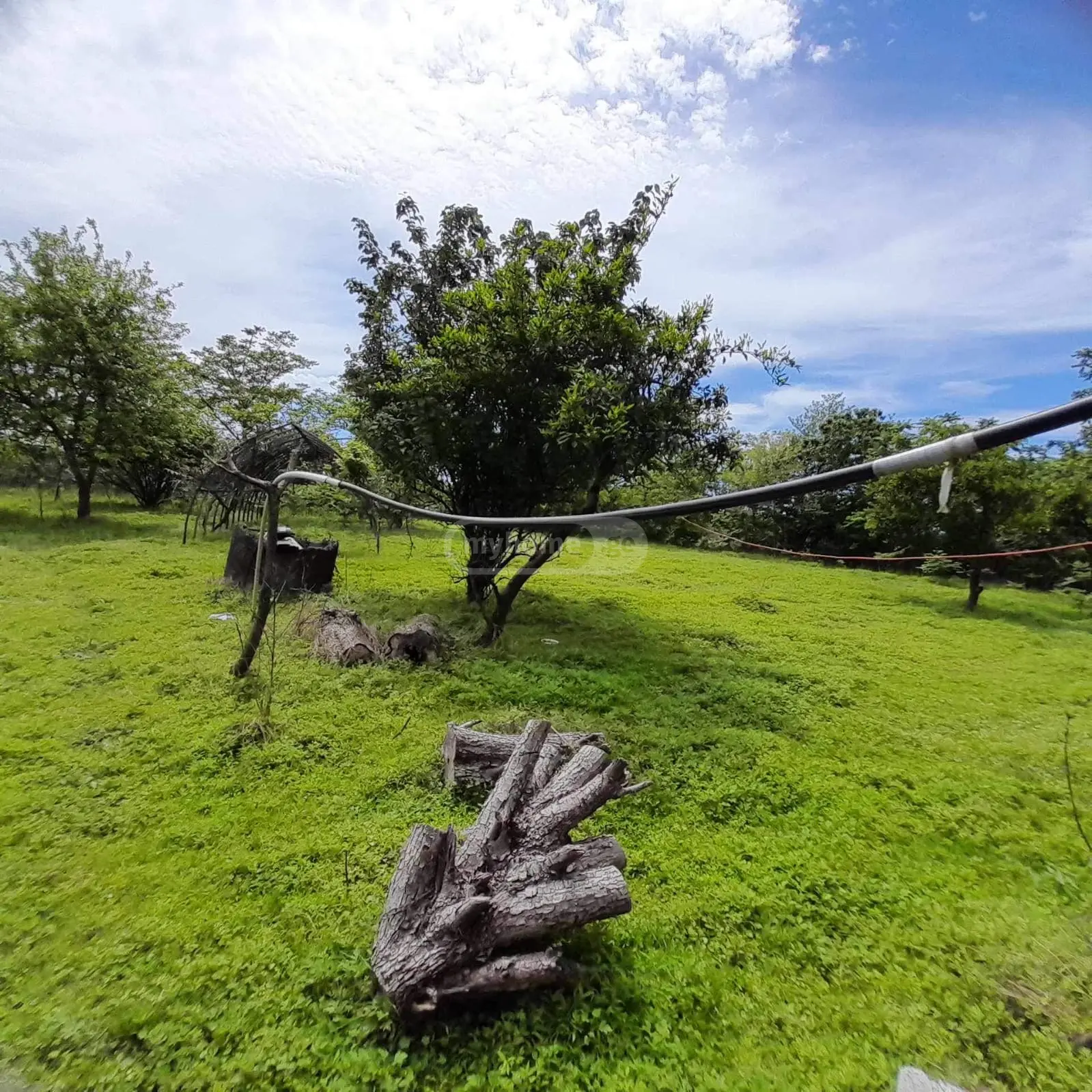 იყიდება Agricultural Plot In Grigoleti, In Lanchkhuti Municipalityში view 7