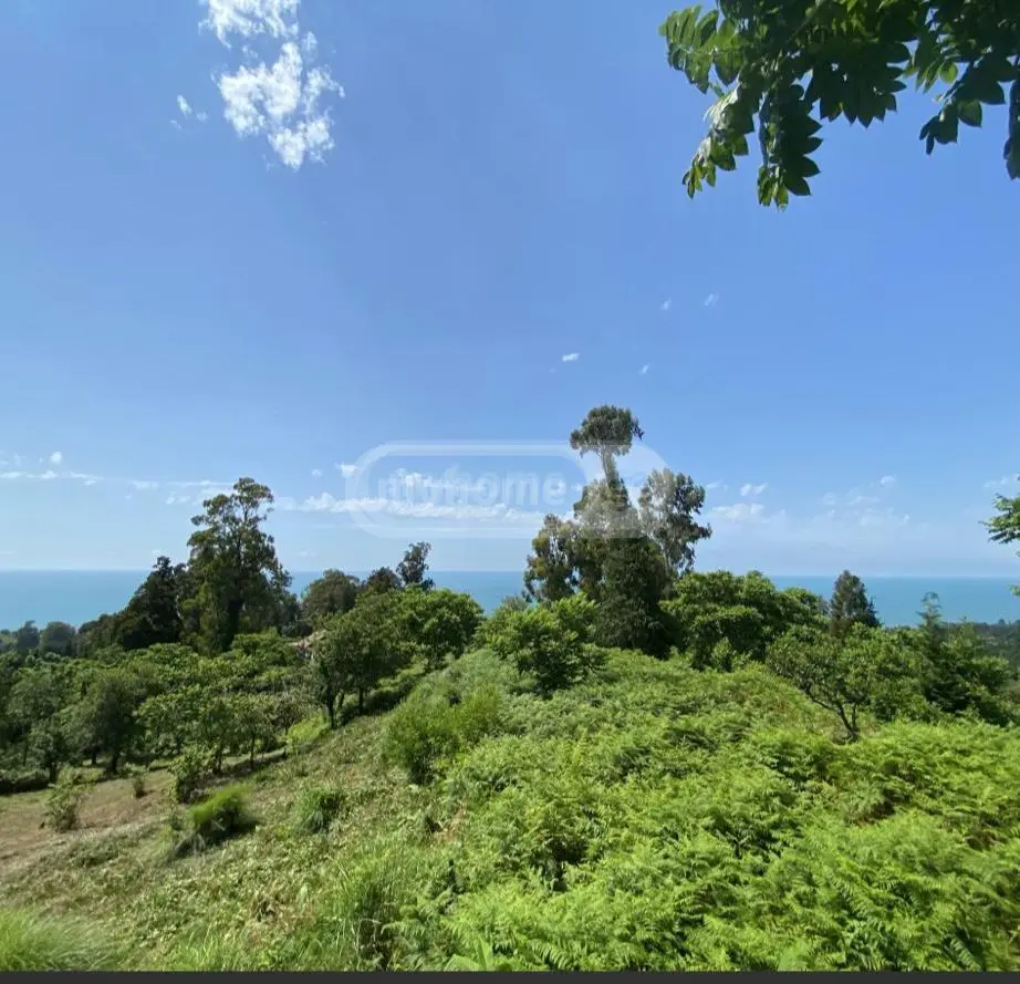Agricultural Plot For Sale In Tsikhisdziri, In Kobuleti Municipality view 4