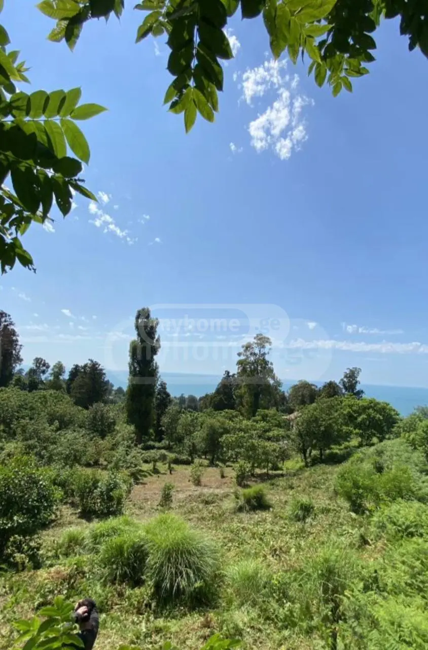 Agricultural Plot For Sale In Tsikhisdziri, In Kobuleti Municipality view 5