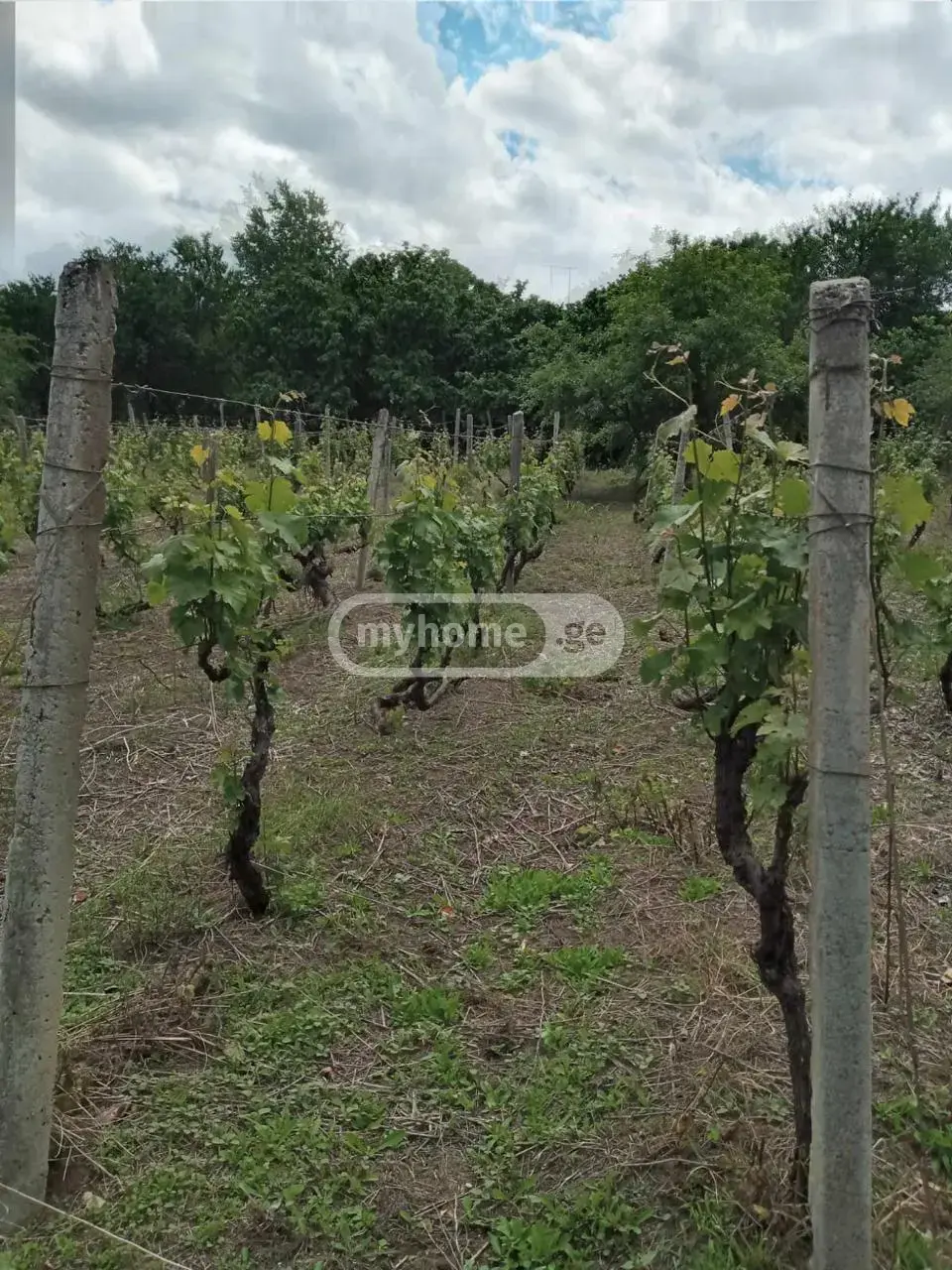 10+ Room Hotel For Sale In Ikalto, In Telavi Municipality view 6
