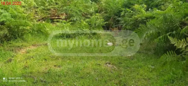 Agricultural Plot For Sale In Tsikhisdziri, In Kobuleti Municipality view 6