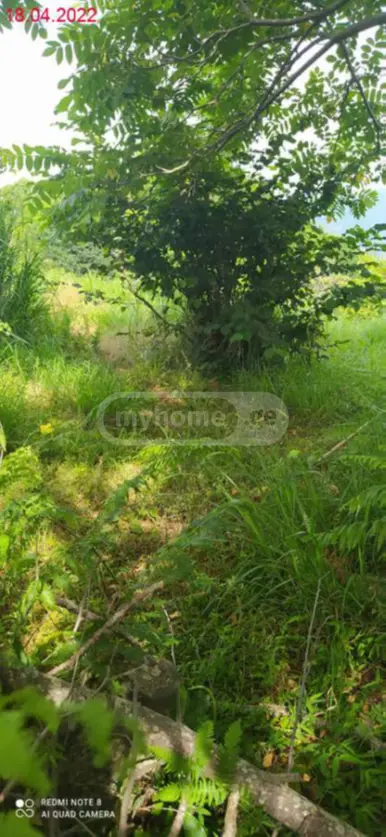 Agricultural Plot For Sale In Tsikhisdziri, In Kobuleti Municipality view 4