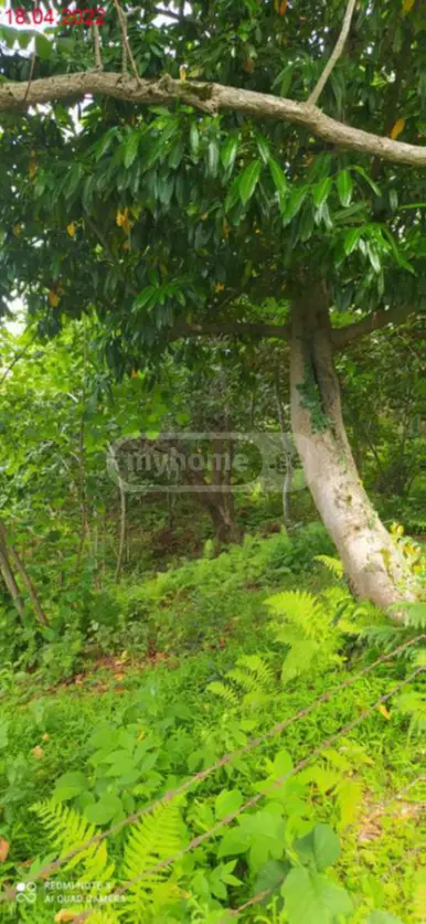 Agricultural Plot For Sale In Tsikhisdziri, In Kobuleti Municipality view 8