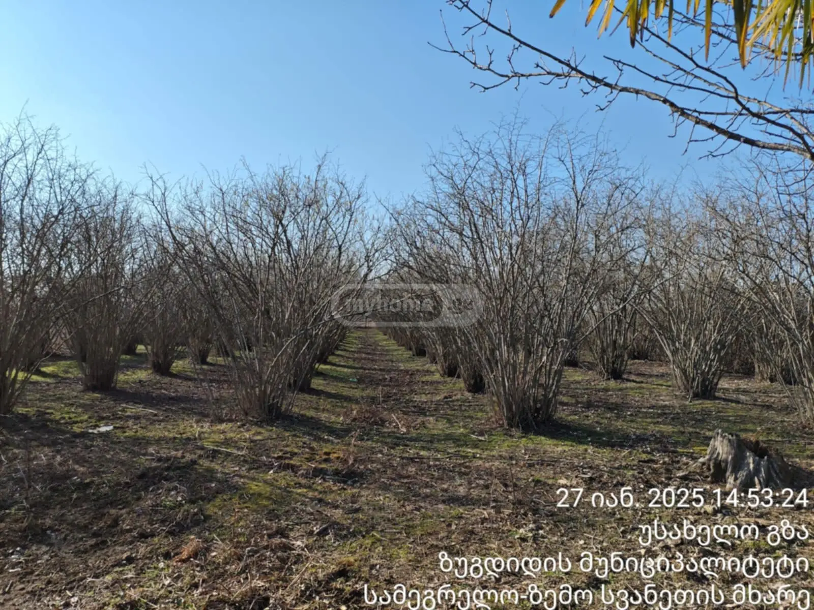 Agricultural Plot For Sale In Zugdidi view 2