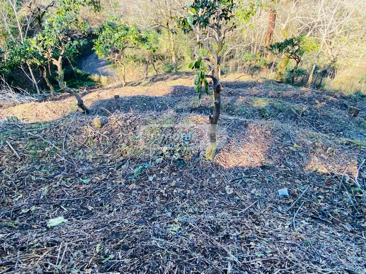 Agricultural Plot For Sale In Makhinjauri, In Batumi view 3