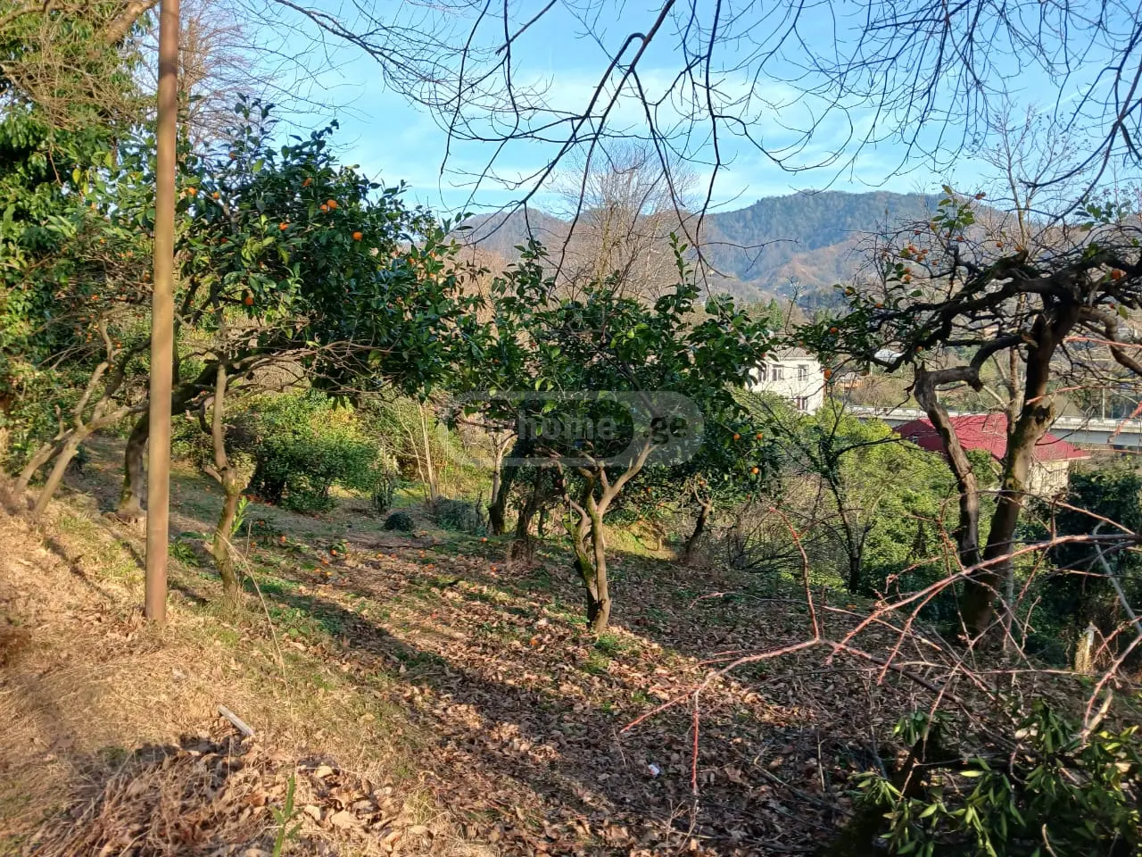 Agricultural Plot For Sale In Makhinjauri, In Batumi view 4