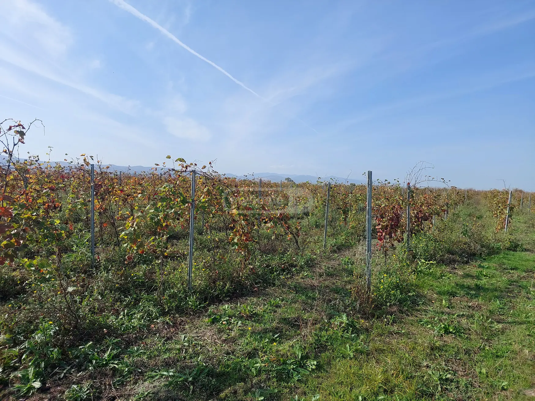 იყიდება Agricultural Plot In Gurjaani (Village), In Gurjaaniში view 2