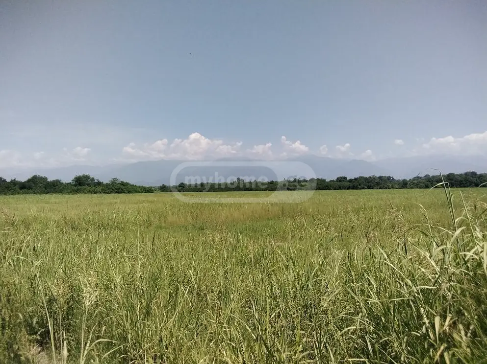 Agricultural Plot For Sale In Gurjaani view 1