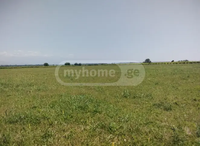 Agricultural Plot For Sale In Gurjaani (Village), In Gurjaani view 2