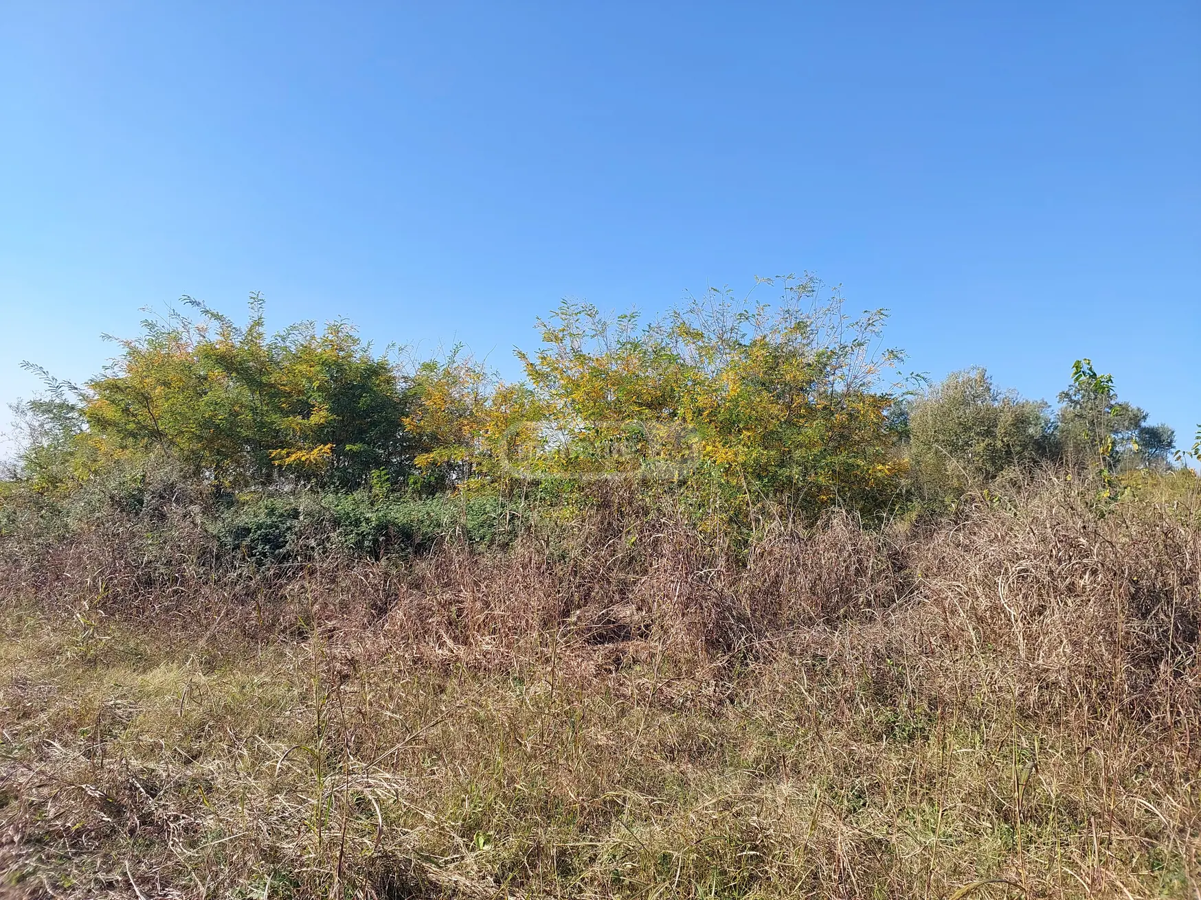 Agricultural Plot For Sale In Gurjaani view 2