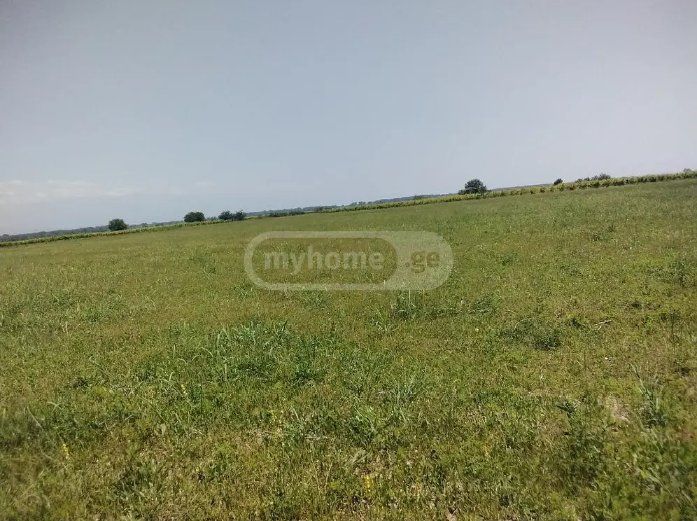Agricultural Plot For Sale In Gurjaani (Village), In Gurjaani view 3