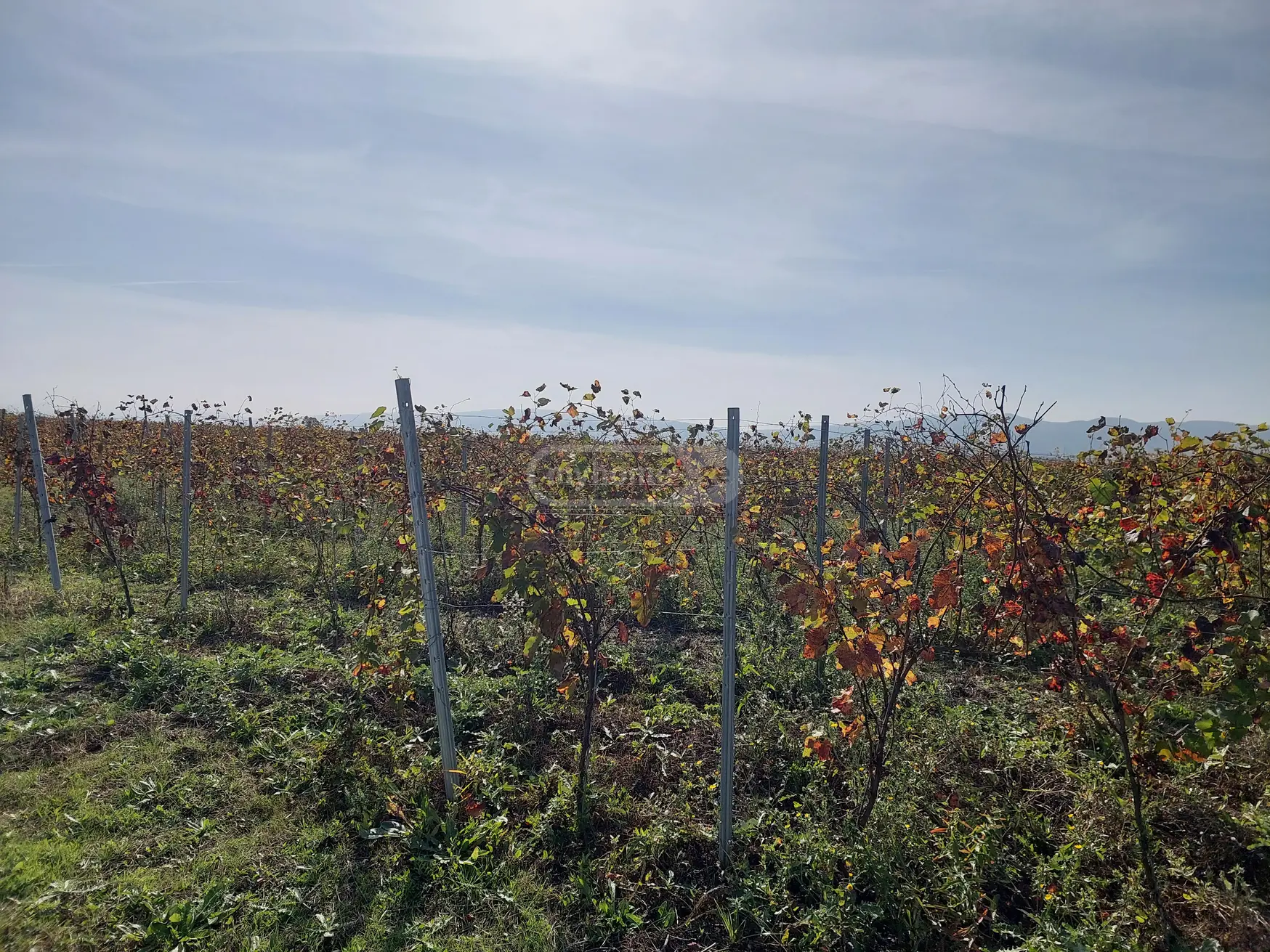 იყიდება Agricultural Plot In Gurjaani (Village), In Gurjaaniში view 1