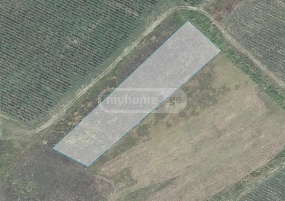 Agricultural Plot For Sale In Gurjaani (Village), In Gurjaani view 4