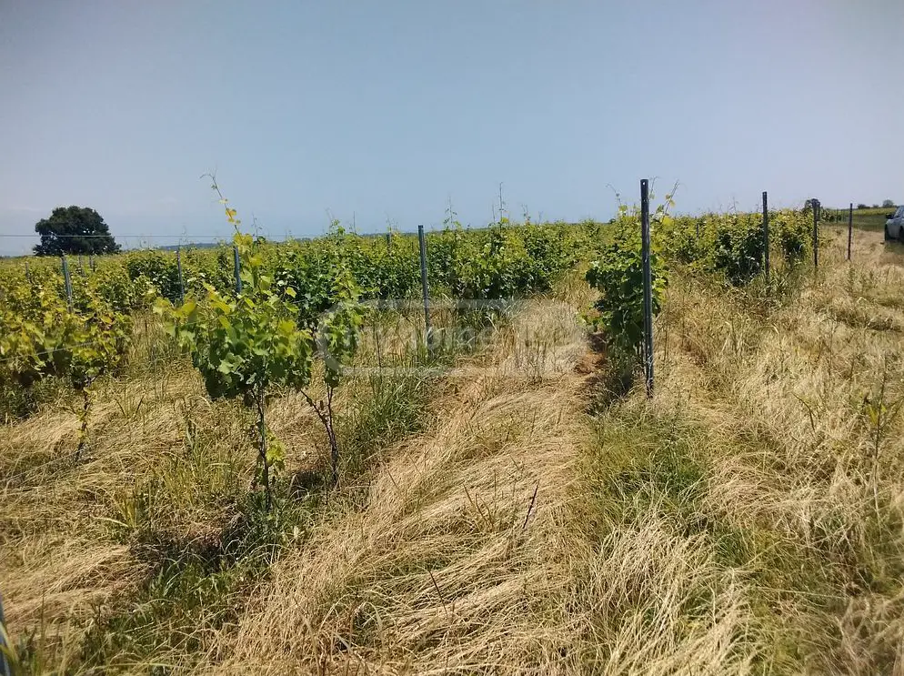 იყიდება Agricultural Plot In Gurjaani (Village), In Gurjaaniში view 1