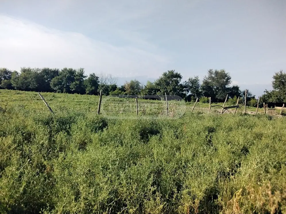 Продажа Agricultural Plot в In Gurjaani (Village), In Gurjaani view 3