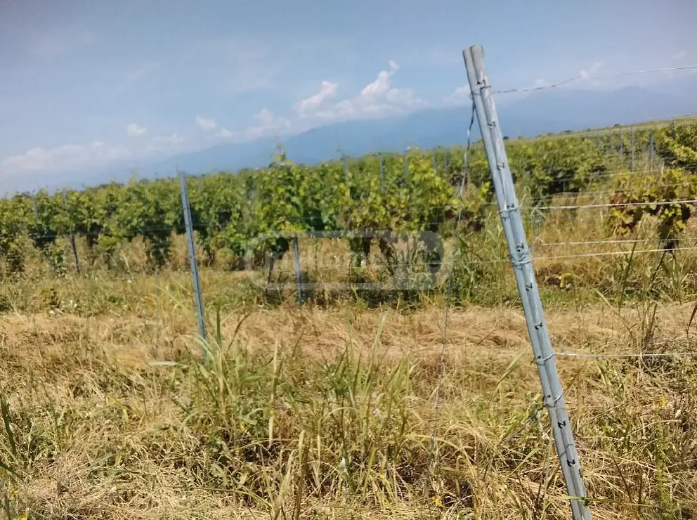 იყიდება Agricultural Plot In Gurjaani (Village), In Gurjaaniში view 3