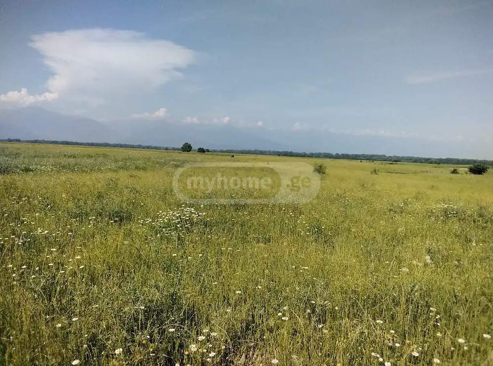 Agricultural Plot For Sale In Gurjaani (Village), In Gurjaani view 4