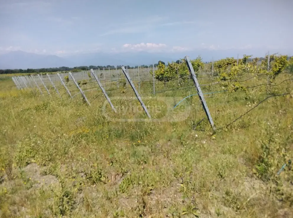 იყიდება Agricultural Plot In Gurjaani (Village), In Gurjaaniში view 3