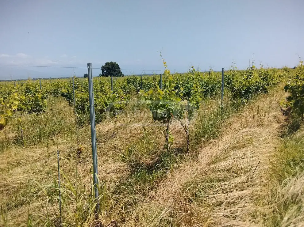 იყიდება Agricultural Plot In Gurjaani (Village), In Gurjaaniში view 2