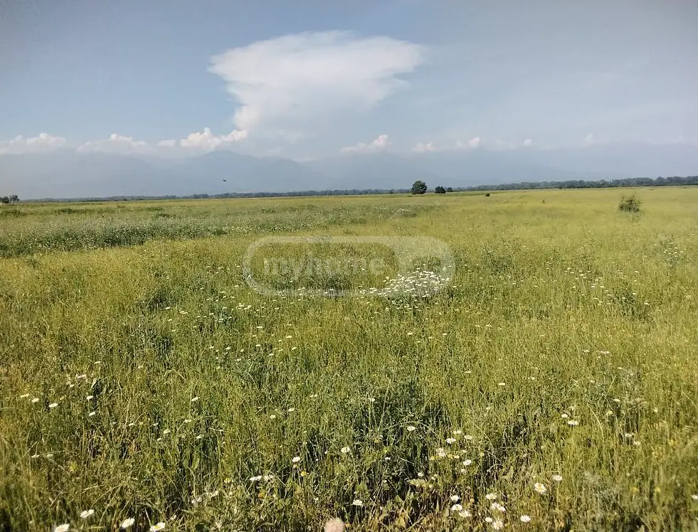 Agricultural Plot For Sale In Gurjaani (Village), In Gurjaani view 1