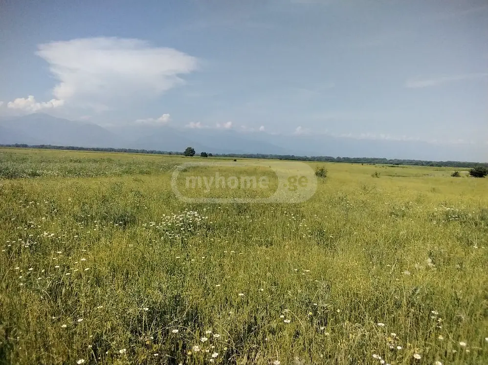 Agricultural Plot For Sale In Gurjaani (Village), In Gurjaani view 3
