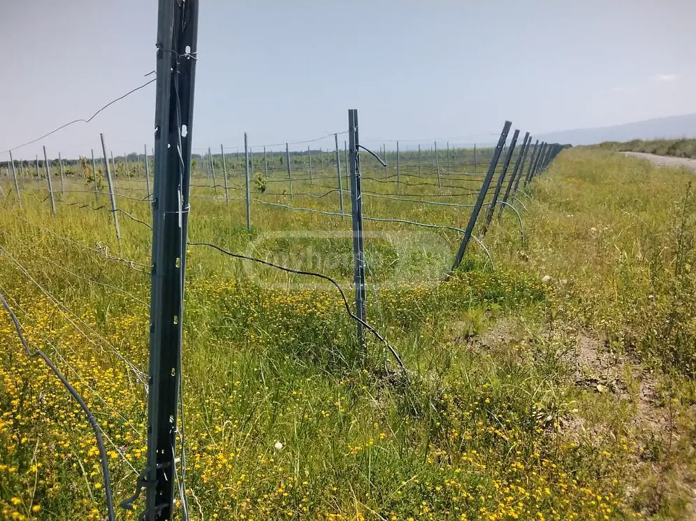 იყიდება Agricultural Plot In Gurjaani (Village), In Gurjaaniში view 2