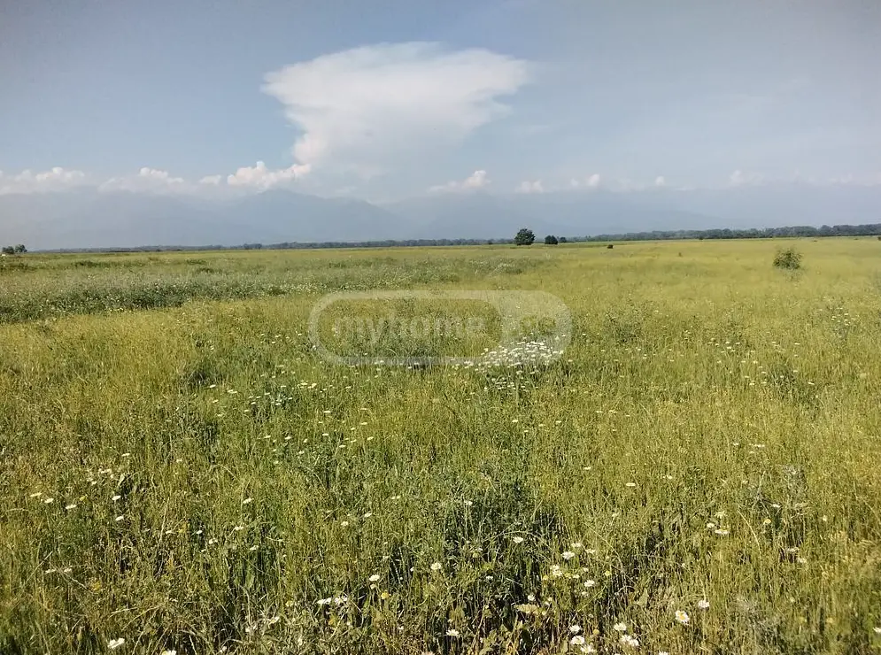 Agricultural Plot For Sale In Gurjaani (Village), In Gurjaani view 2