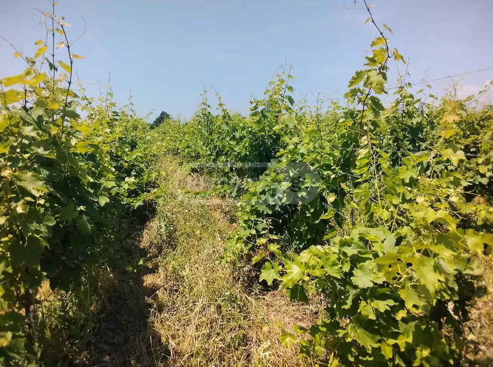 Agricultural Plot For Sale In Gurjaani (Village), In Gurjaani view 4
