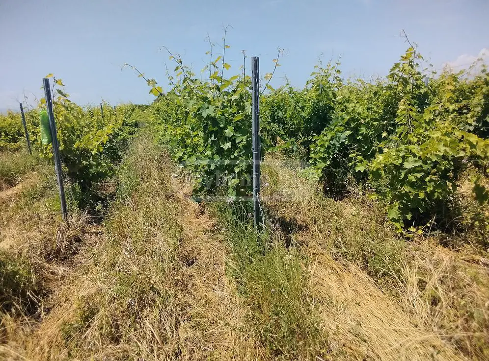 Agricultural Plot For Sale In Gurjaani (Village), In Gurjaani view 1