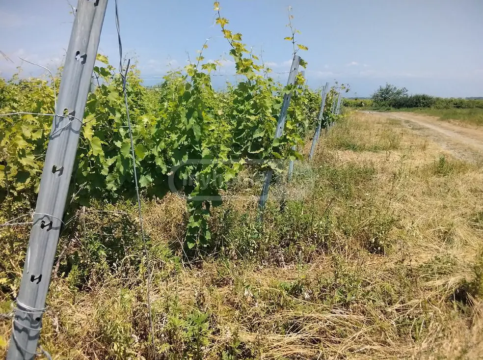 Agricultural Plot For Sale In Gurjaani (Village), In Gurjaani view 2