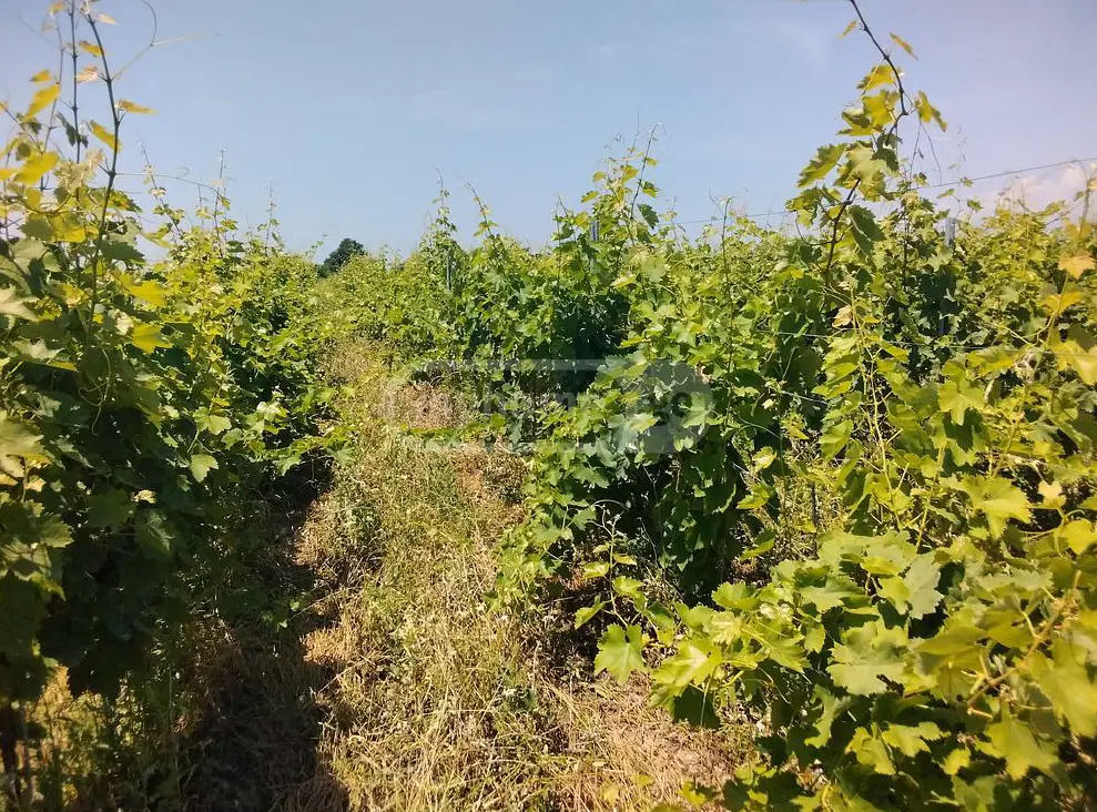 Agricultural Plot For Sale In Gurjaani (Village), In Gurjaani view 3
