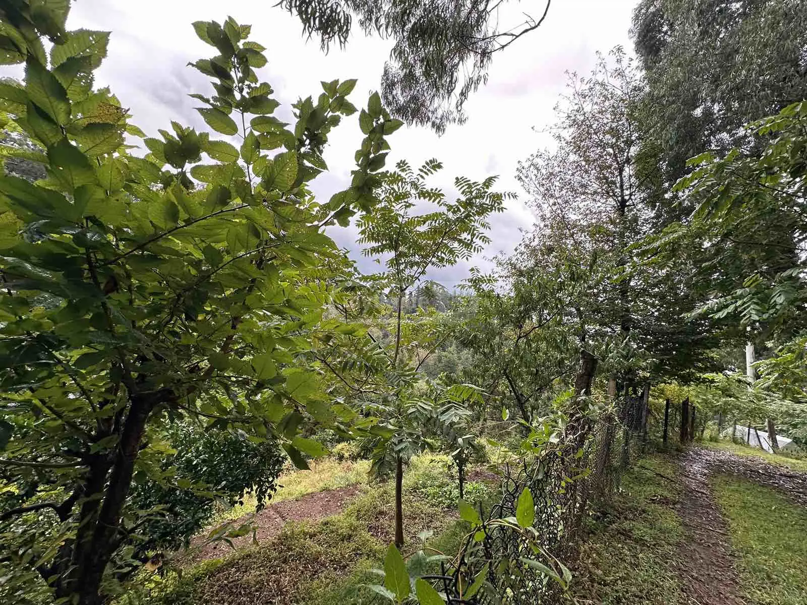 Agricultural Plot For Sale In Tsikhisdziri, In Kobuleti Municipality view 6