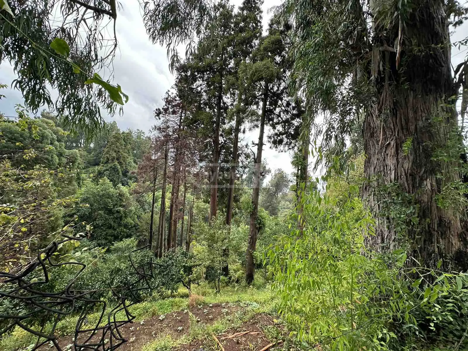 Agricultural Plot For Sale In Tsikhisdziri, In Kobuleti Municipality view 4