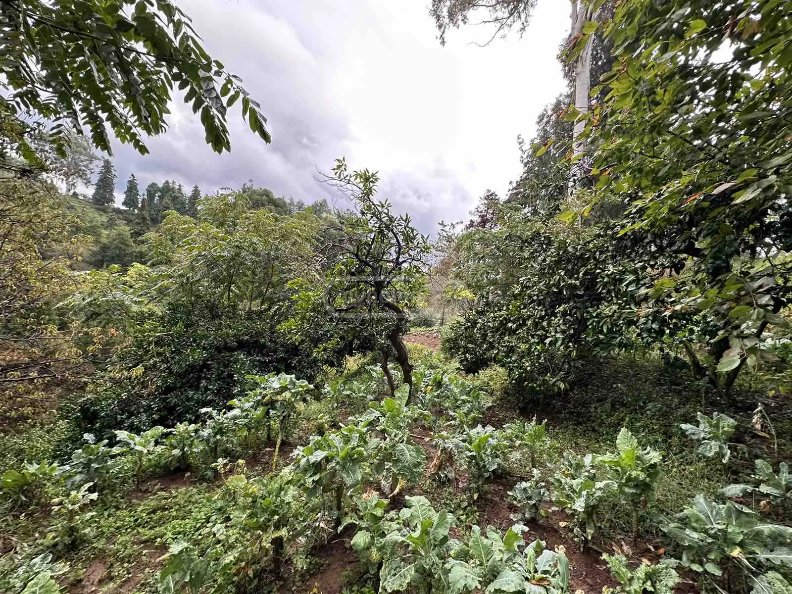 Agricultural Plot For Sale In Tsikhisdziri, In Kobuleti Municipality view 1