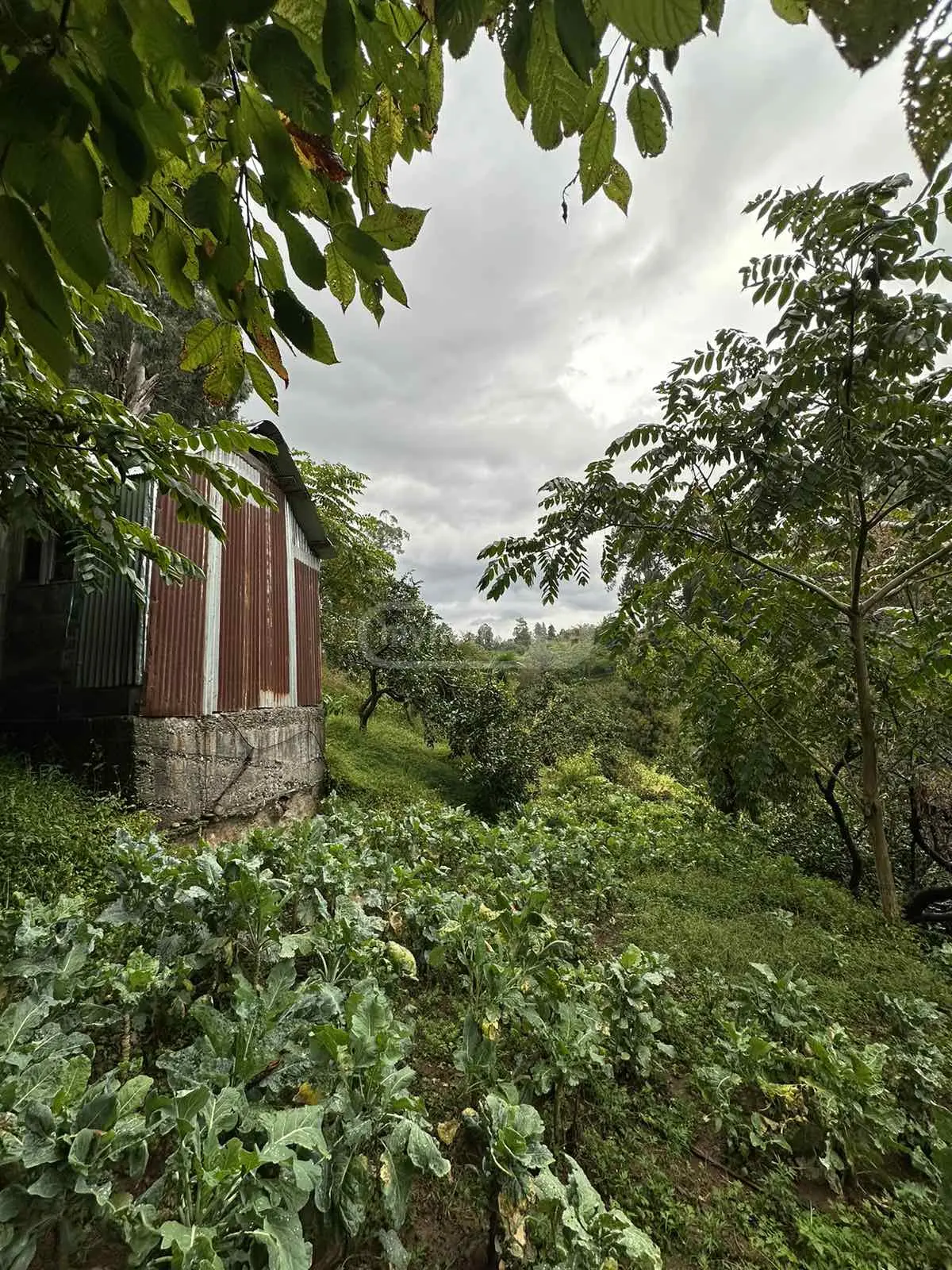 Agricultural Plot For Sale In Tsikhisdziri, In Kobuleti Municipality view 5