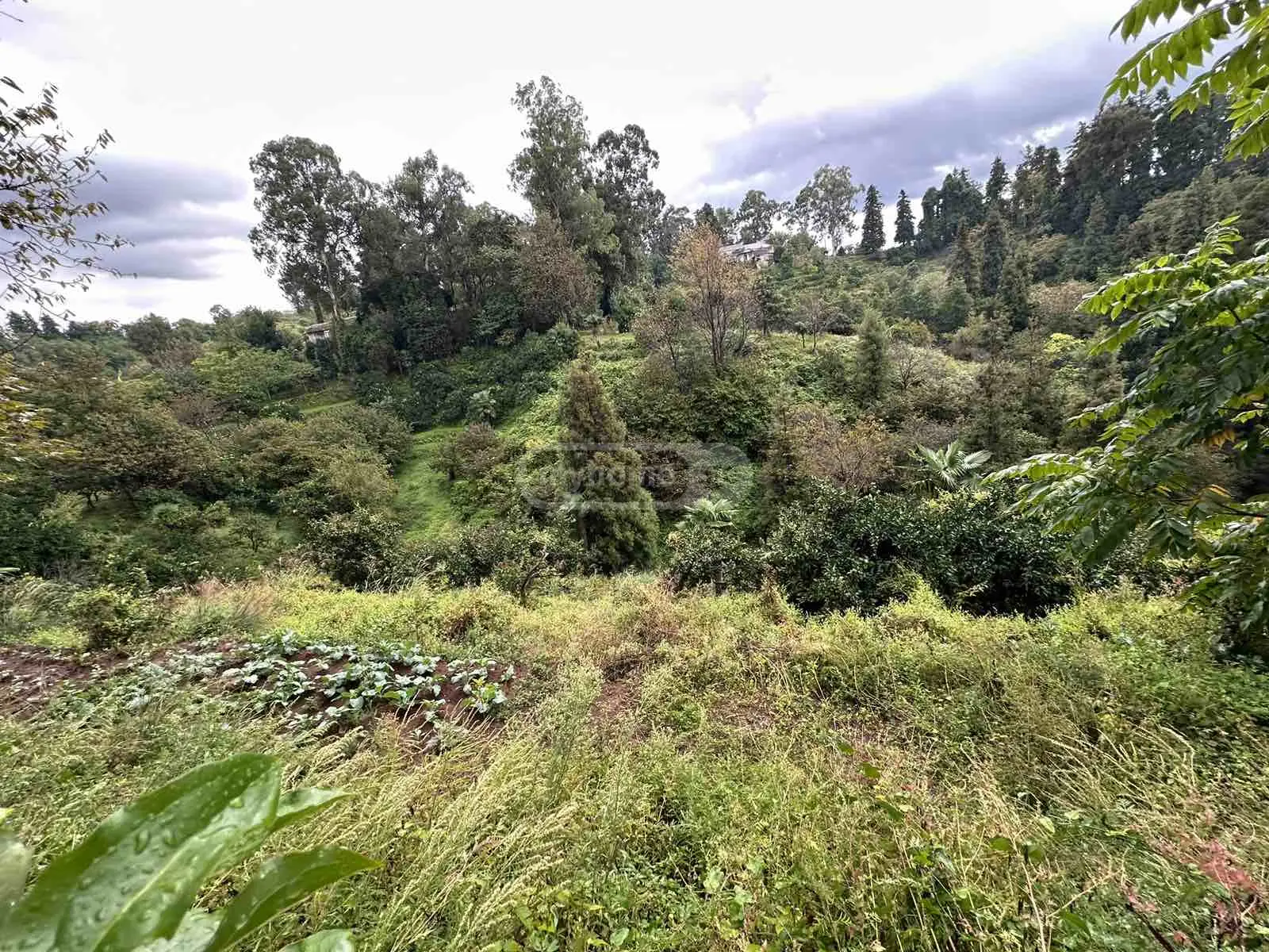 Agricultural Plot For Sale In Tsikhisdziri, In Kobuleti Municipality view 3