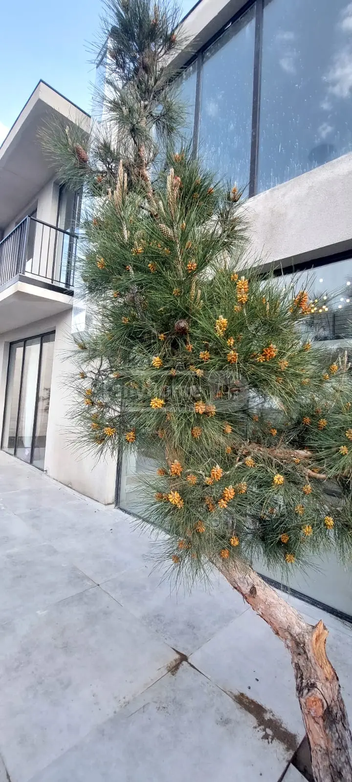 Office Commercial Area For Rent In Kaklebi view 12