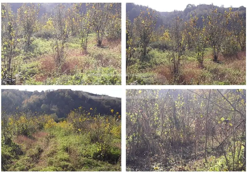 იყიდება Agricultural Plot In Ozurgetiში view 1