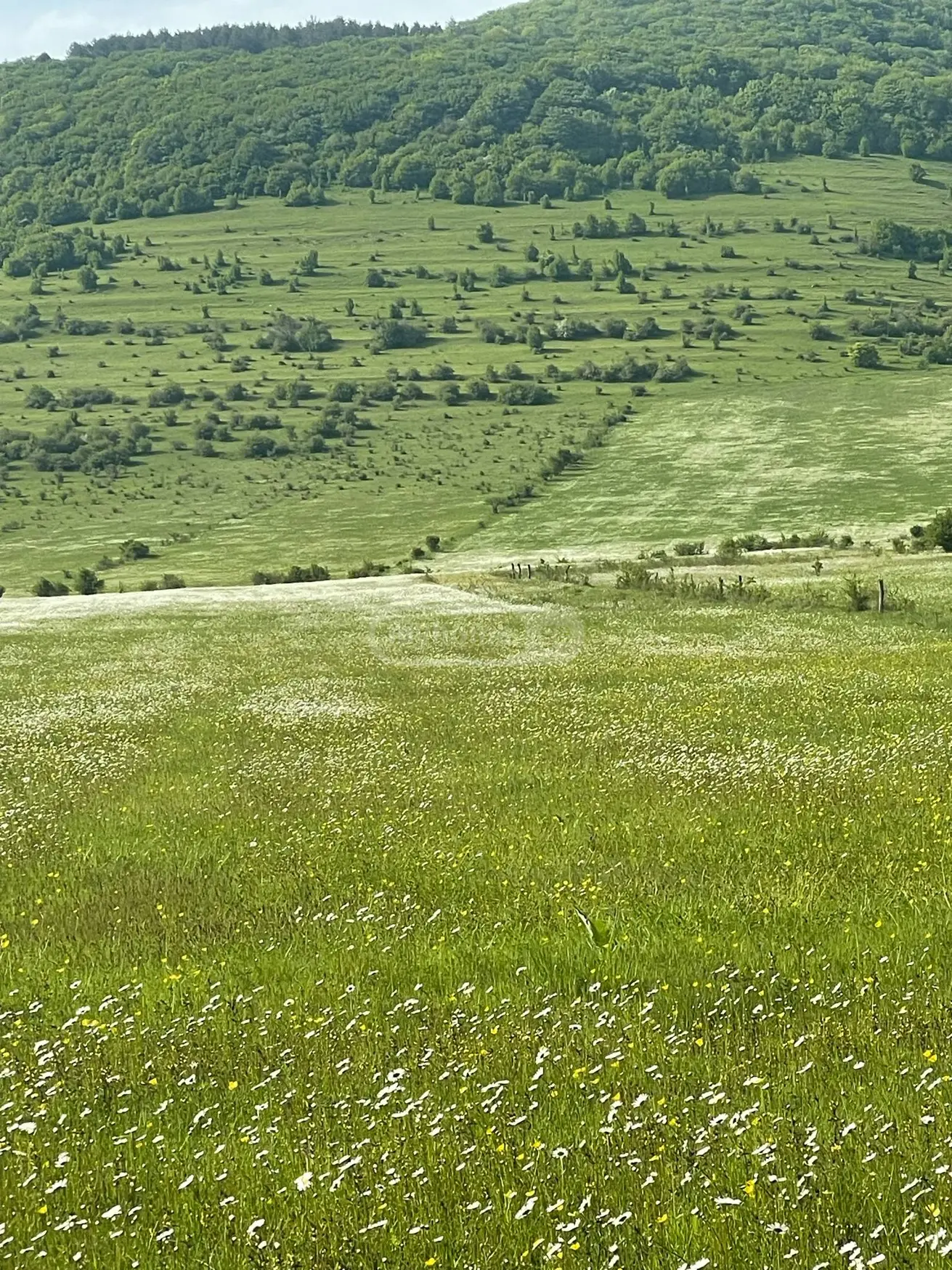 Agricultural Plot For Sale In Tianeti, In Tianeti Municipality view 9