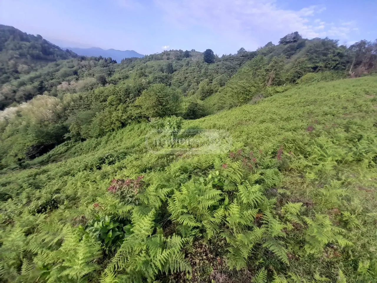 Agricultural Plot For Sale In Makhinjauri, In Batumi view 9