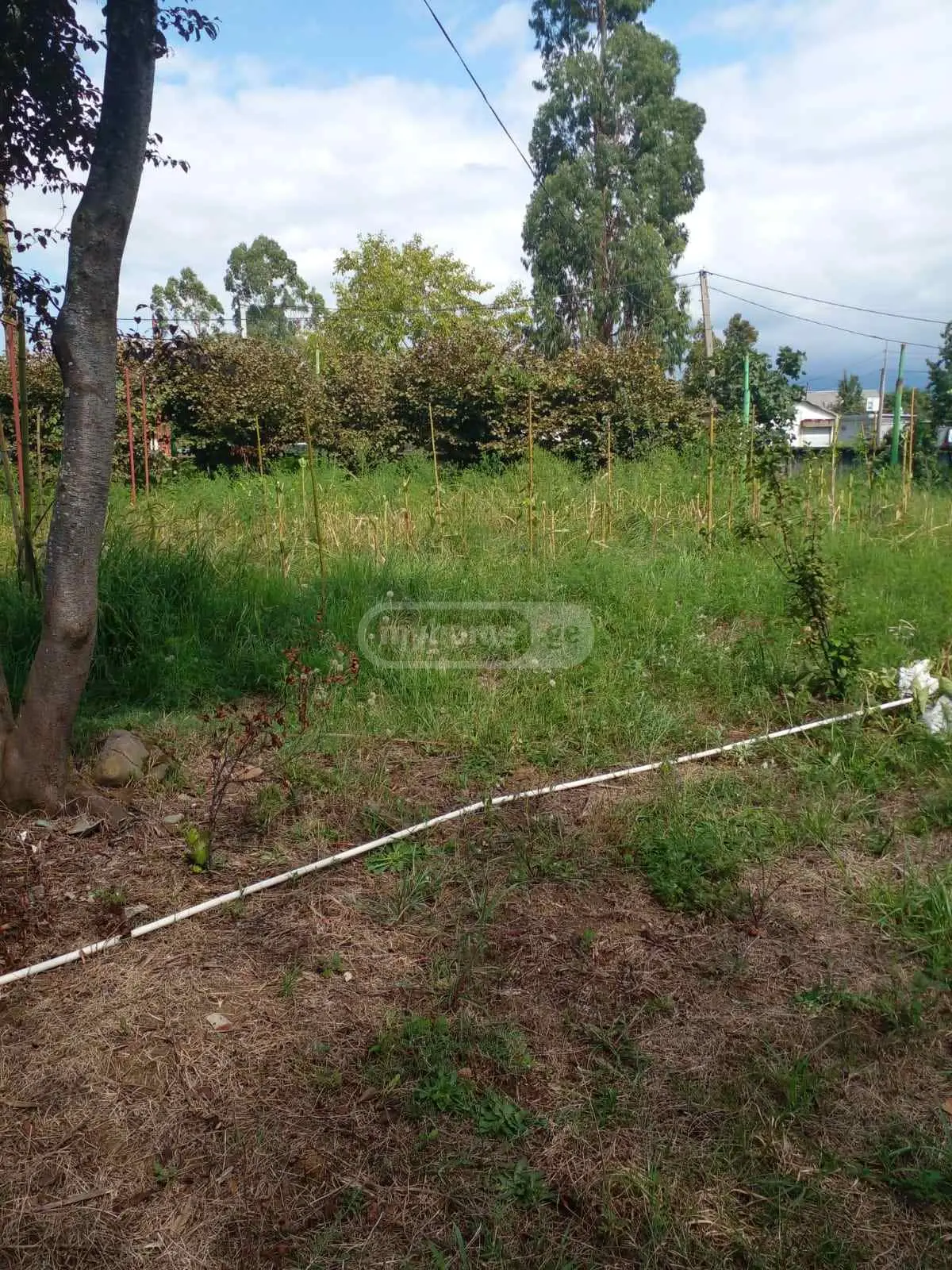 Agricultural Plot For Sale In Khutsubani, In Kobuleti Municipality view 3