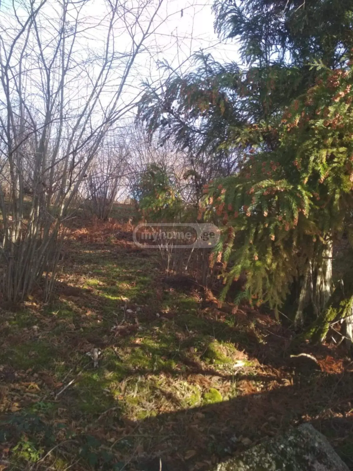 Agricultural Plot For Sale In Khutsubani, In Kobuleti Municipality view 5