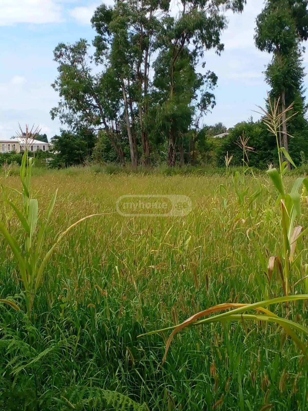 Agricultural Plot For Sale In Khutsubani, In Kobuleti Municipality view 1