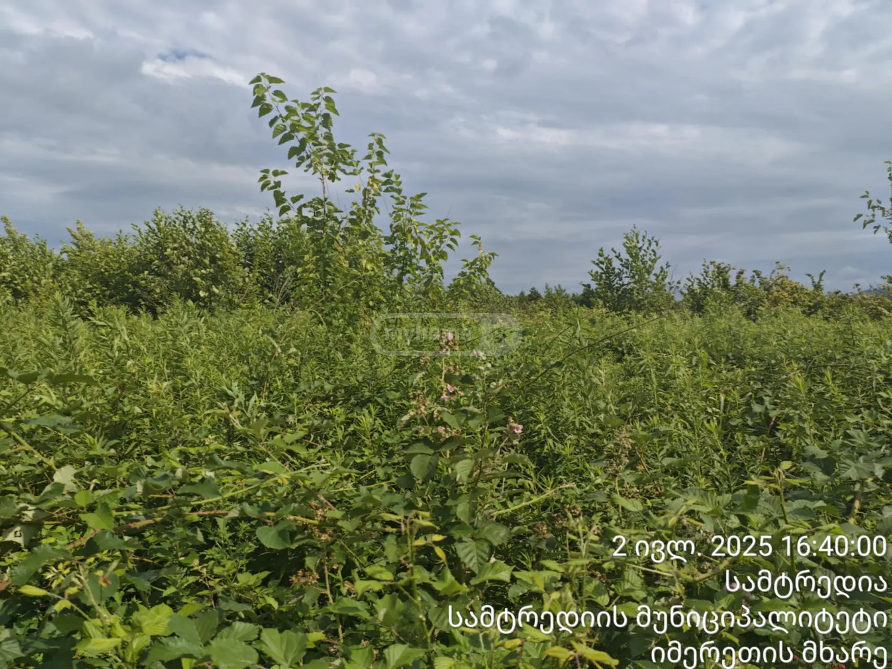 Agricultural Plot For Sale In Samtredia view 1