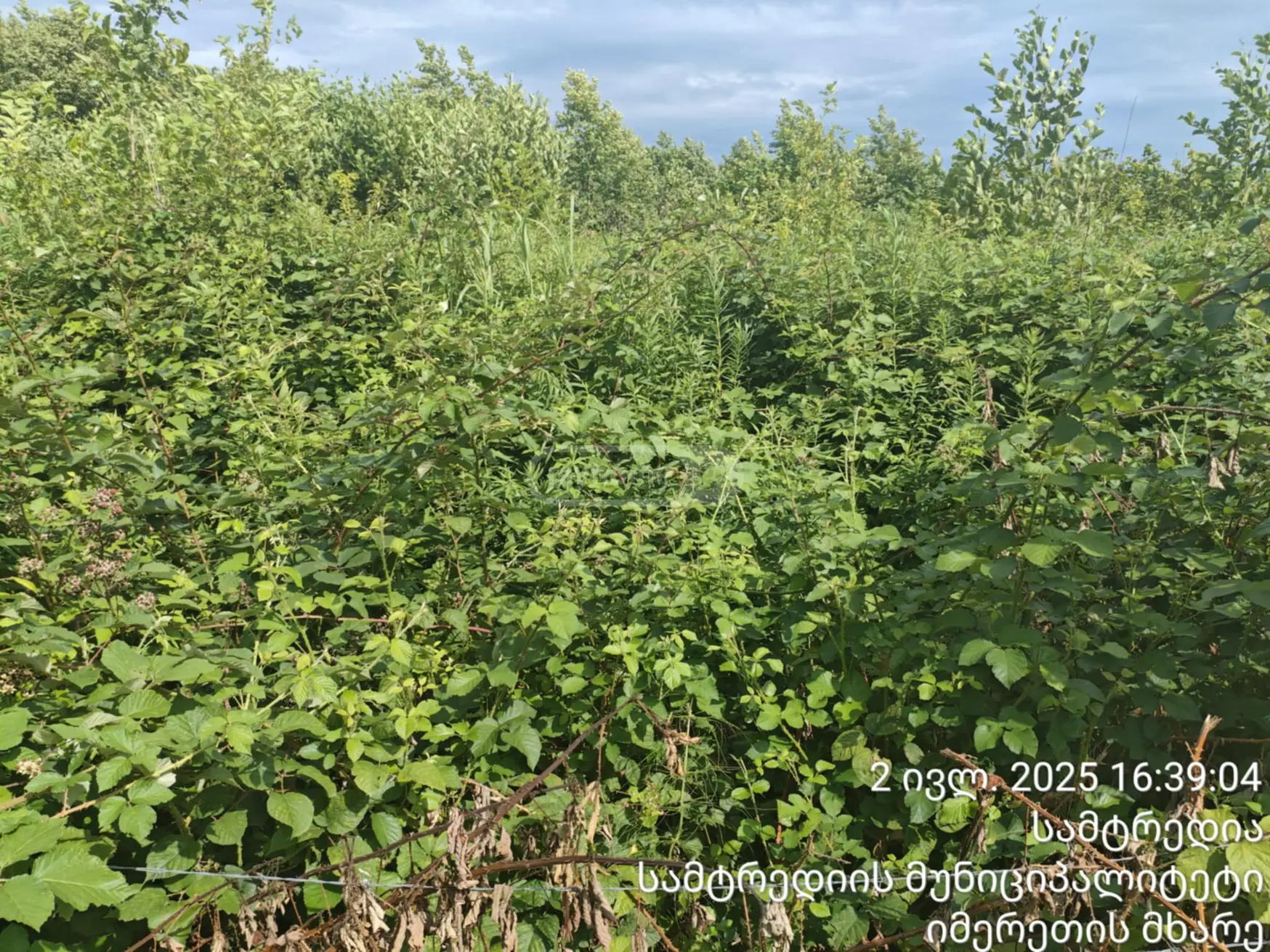 Agricultural Plot For Sale In Samtredia view 4