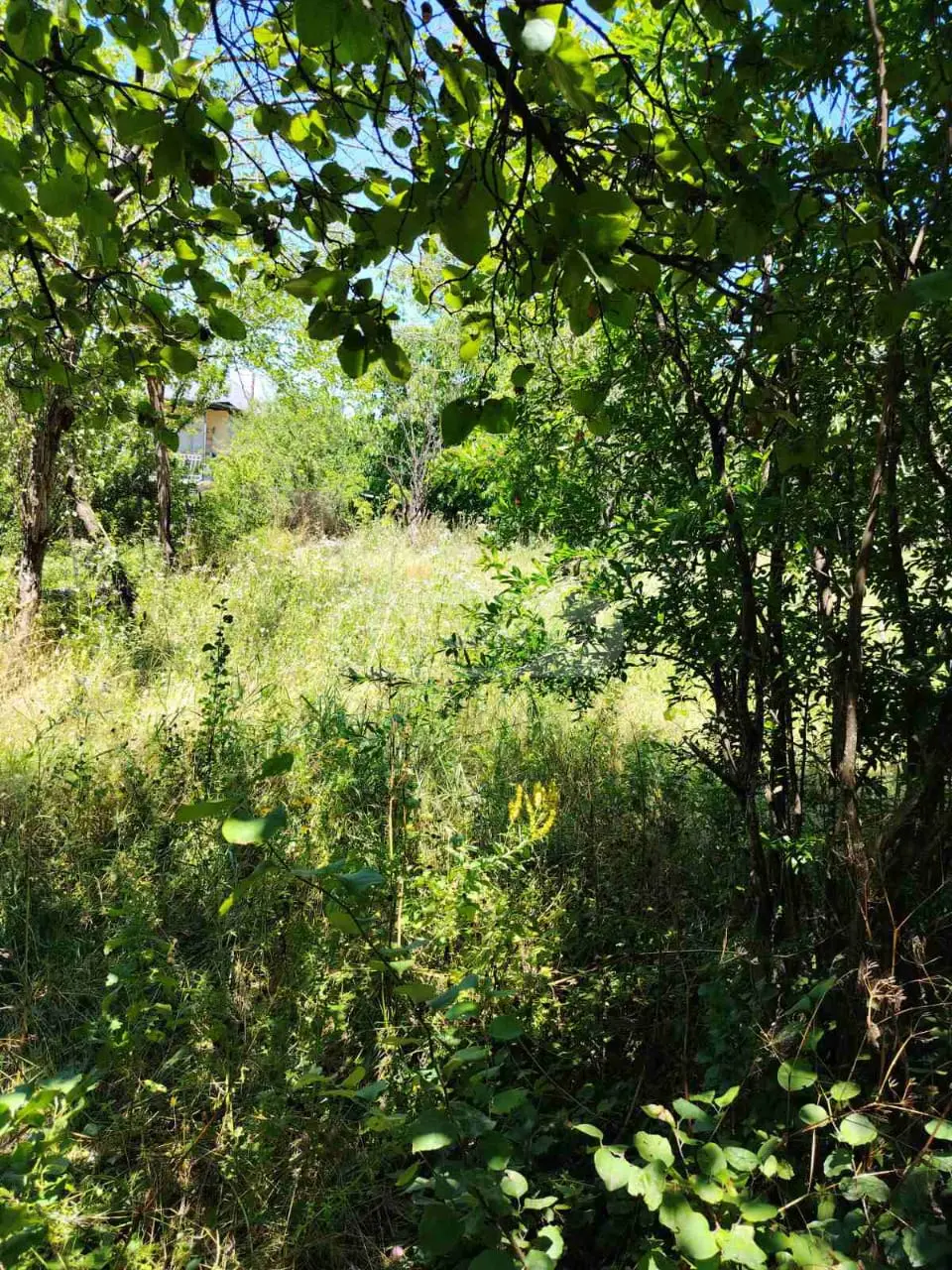 იყიდება Non-Agricultural Plot In Mchadijvari, In Dushetiში view 7